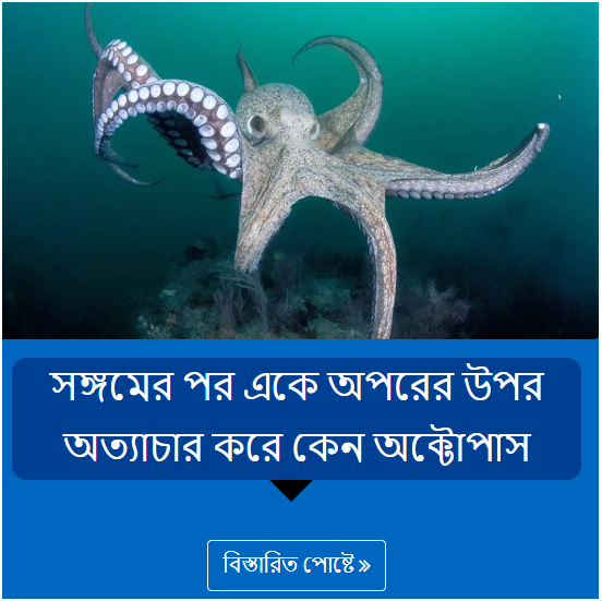 সঙ্গমের পর একে অপরের উপর অত্যাচার করে কেন অক্টোপাস