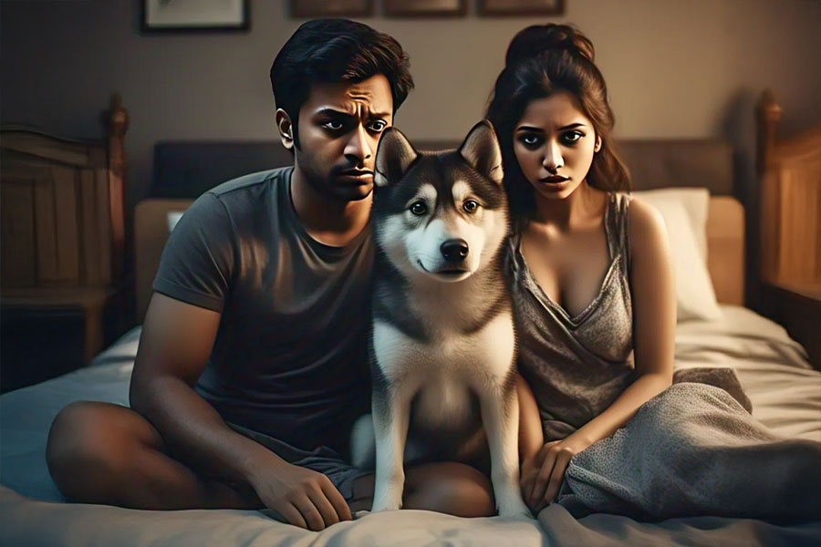 বেডরুমে পোষ্য? যৌনতায় ভাটা? জেনে নিন দাম্পত্য উষ্ণতা ফেরানোর উপায়