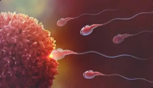 পুরুষের প্রজনন ক্ষমতা বাড়াতে ৪টি খাবার: জেনে নিন কী খাবেন!