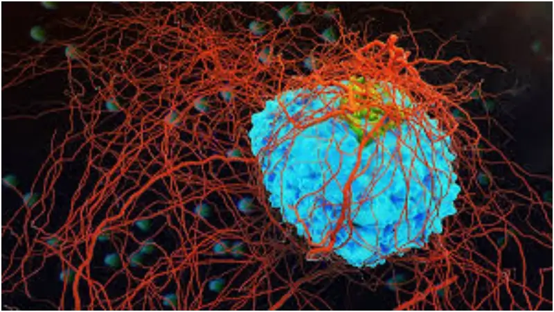 প্রতিদিন যে খাবার খেলে ক্যান্সার কোষ ধ্বংস হতে পারে, বলছে বিজ্ঞান